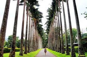 Image result for шри ланка королевский ботанический сад