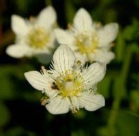 Attēlu rezultāti vaicājumam “Parnassiaceae”