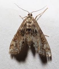 Attēlu rezultāti vaicājumam “Cataclysta lemnata”