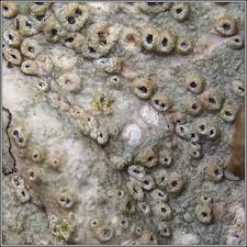 Attēlu rezultāti vaicājumam “Thelotrema lepadinum”