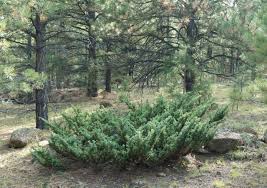Attēlu rezultāti vaicājumam “Juniperus communis”