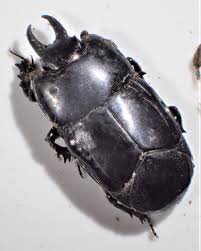 Attēlu rezultāti vaicājumam “Histeridae”