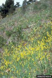 Attēlu rezultāti vaicājumam “Linaria loeselii bud”