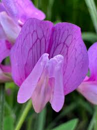 Attēlu rezultāti vaicājumam “Lathyrus palustris flower”