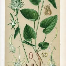 Attēlu rezultāti vaicājumam “Phyteuma spicatum bud”