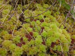 Attēlu rezultāti vaicājumam “Sphagnum compactum”