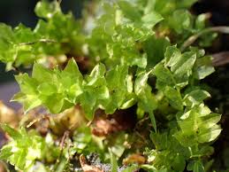 Attēlu rezultāti vaicājumam “Plagiomnium”