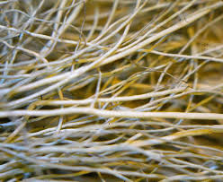 Attēlu rezultāti vaicājumam “Bryoria capillaris”