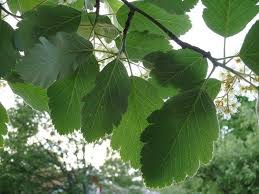 Attēlu rezultāti vaicājumam “Sorbus intermedia leaf”