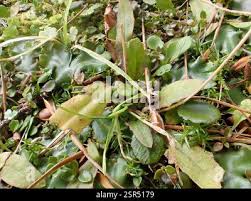 Attēlu rezultāti vaicājumam “Plantago uniflora”