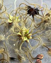 Attēlu rezultāti vaicājumam “Clematis fruit”