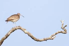 Attēlu rezultāti vaicājumam “Numenius phaeopus”