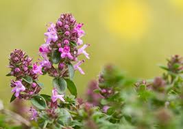 Attēlu rezultāti vaicājumam “Thymus pulegioides”