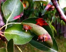 Attēlu rezultāti vaicājumam “Gymnosporangium sabinae”