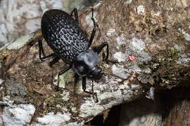 Attēlu rezultāti vaicājumam “Tenebrionidae”