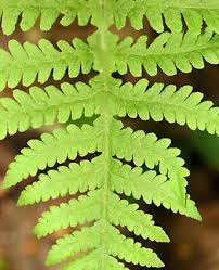 Attēlu rezultāti vaicājumam “Phegopteris connectilis”