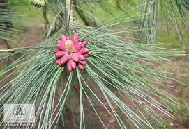 Attēlu rezultāti vaicājumam “Pinus ponderosa fruit”
