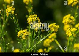 Attēlu rezultāti vaicājumam “Bunias orientalis flower”