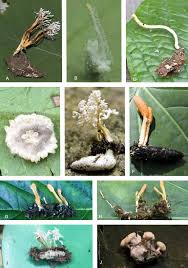 Attēlu rezultāti vaicājumam “Cordyceps farinosa”