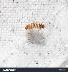 Attēlu rezultāti vaicājumam “Anthrenus scrophulariae”