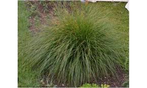 Attēlu rezultāti vaicājumam “Carex montana”