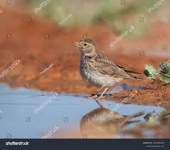 Image result for Calandrella rufescens