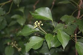 Attēlu rezultāti vaicājumam “Hedera helix  flower”