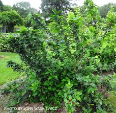 Attēlu rezultāti vaicājumam “Calycanthus floridus”