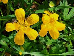 Attēlu rezultāti vaicājumam “Ranunculaceae”