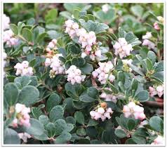 Attēlu rezultāti vaicājumam “Arctostaphylos uva-ursi”