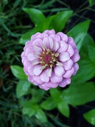 Image result for Zinnia elegans