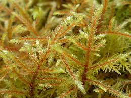 Attēlu rezultāti vaicājumam “Plagiothecium latebricola macro”