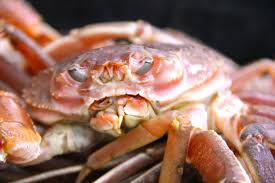 Image result for Chionoecetes opilio