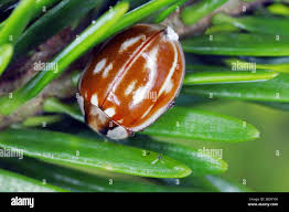 Attēlu rezultāti vaicājumam “Myzia oblongoguttata”