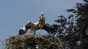 Attēlu rezultāti vaicājumam “Ciconia ciconia juvenile”