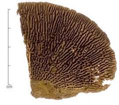 Attēlu rezultāti vaicājumam “Daedalea quercina”