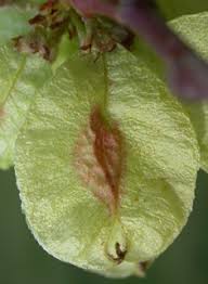 Attēlu rezultāti vaicājumam “Ulmus glabra fruit”
