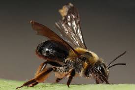 Attēlu rezultāti vaicājumam “Andrena”