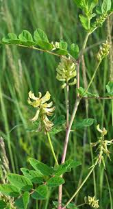 Attēlu rezultāti vaicājumam “Astragalus glycyphyllos flower”