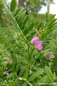 Attēlu rezultāti vaicājumam “Vicia sativa flower”