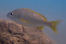 Image result for Pomadasys incisus