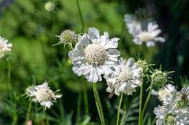 Image result for Scabiosa canescens