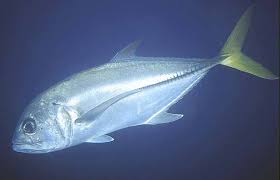 Image result for Caranx latus