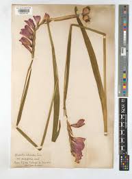 Attēlu rezultāti vaicājumam “Gladiolus imbricatus flower”