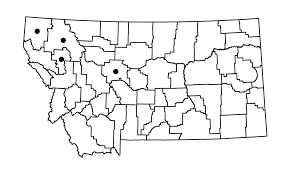 Attēlu rezultāti vaicājumam “Cynodontium strumiferum”
