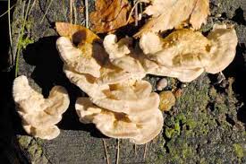 Attēlu rezultāti vaicājumam “Trametes ochracea”