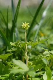 Attēlu rezultāti vaicājumam “Adoxa moschatellina”