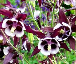 Image result for Aquilegia vulgaris