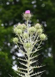 Image result for Ptilostemon afer