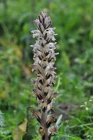 Attēlu rezultāti vaicājumam “Orobanche reticulata flower”